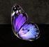 Butterfly Wing×200