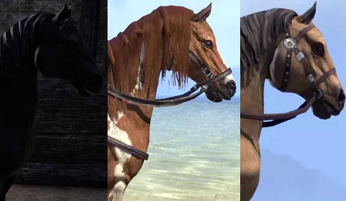 Midnight Steed, Brown Paint Horse, and Bay Dun Horse
