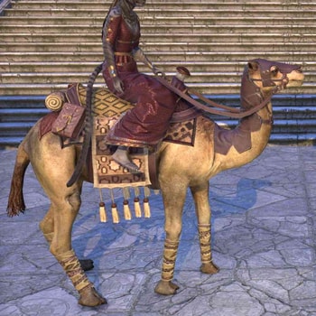  Hammerfell Camel 