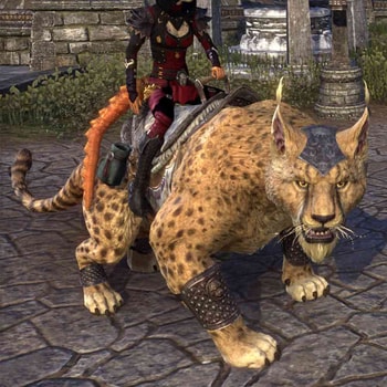 Spotted Duneracer Senche-raht